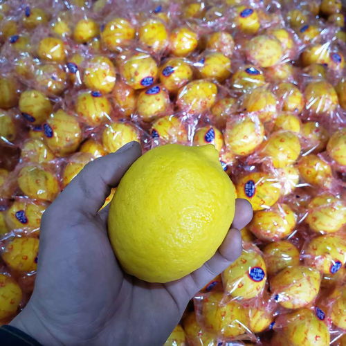 安岳黄柠檬产地直发批发大果新鲜水果皮薄包邮多规格可选柠檬泡水